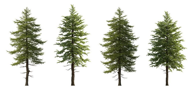 Abies concolor and Larix decidua the European larch -big tall tree isolated png on a transparent background premium cutout (the white, concolor, or Colorado fir) 