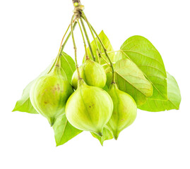 Fresh tung fruit on white background