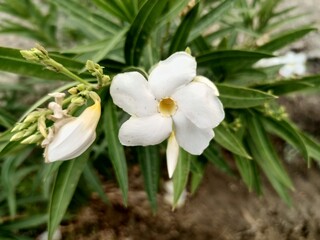 Obraz premium white spring flowers
