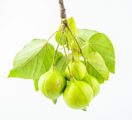 Fresh tung fruit on white background