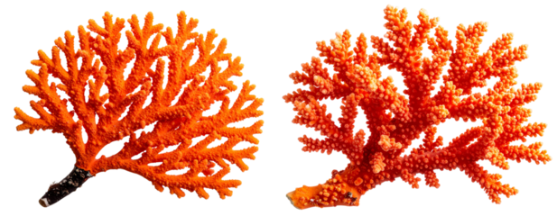 Close-Up of Vibrant Orange Fire Coral Branch with Textured Surface, Isolated on Transparent Background