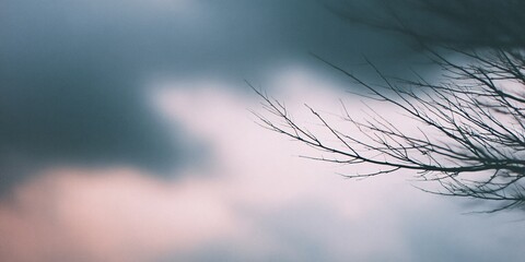 Blurred photography of out of focus silhouette of tree branches against dramatic sky at dusk nature serene environment