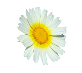 Solitary, Crown Daisy - Glebionis coronaria. Also known as Garland daisy, garland chrysanthemum and...