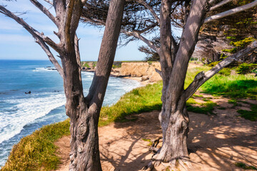Obraz premium Coastal trees overlook rugged cliffs and the Pacific Ocean near Davenport Beach, California. A tranquil scene along scenic Highway 1 on a bright, sunny day