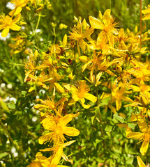 St. Johns wort or Hypericum perforatum. Meadow plant with yellow flowers. Homeopathy and medicine