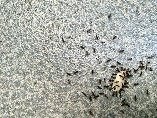 A group of small black ants are swarming around a grain of rice on the ground