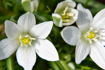 Garden Star of Bethlehem , White flower 