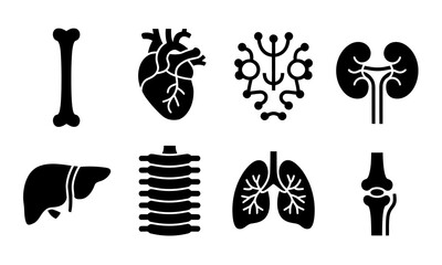 Human Anatomy Icons Collection. Bone, Heart, Kidney, Liver, Ribs, Lungs, Joint