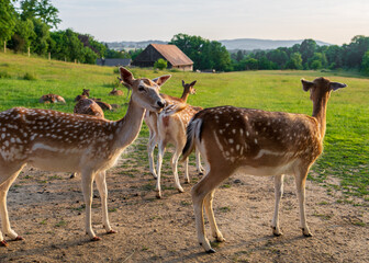 Small group of roe deer standing inside fenced enclosure on farm. Wildlife in rural setting, ideal...