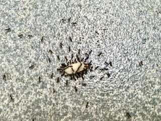 A group of small black ants are swarming around a grain of rice on the ground