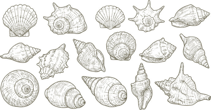 sea shell collection hand drawn vector in outline style

