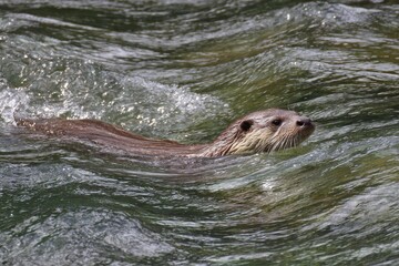 Fototapeta premium River swimming otter