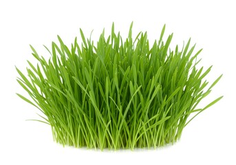 Obraz premium Fresh green wheatgrass isolated on white background in a studio shot