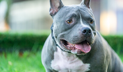 Adult male american bully type dog