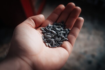 Seed of sunflower grasped