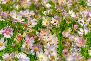 色とりどりのコスモスが揺れる秋の花畑