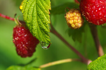 Raspberry