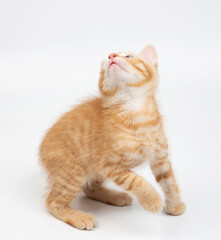 Ready to jump small cute kitty