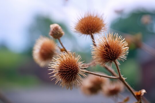 Small Burdock Arctium minus on a farm in rural Warwickshire England