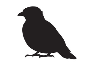  Common Myna Silhouette black Vector Image white background
