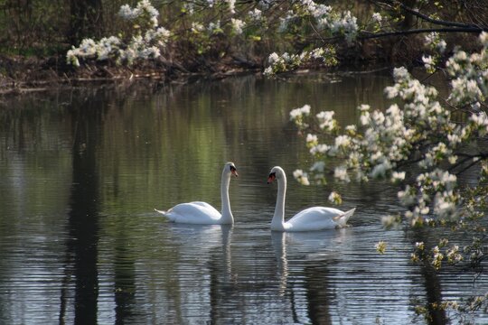 spring pond swans