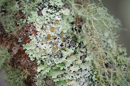 moss and lichen on tree trunk