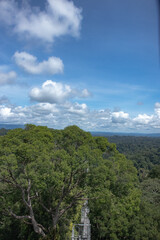 Midsummer in temburong National Park, Brunei
