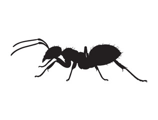 Formicidae Silhouette black Vector Image white background