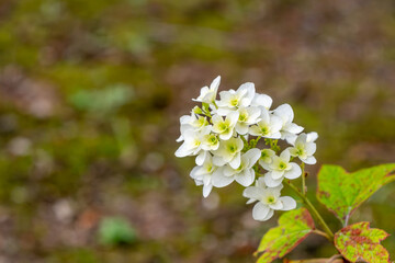 白いカシワバアジサイの花と緑の葉