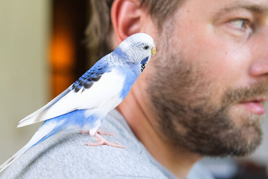 Budgerigar playing with handsome man. Budgie. Funny blue purple parakeet sitting on owner head. Cute violet tamed bird having fun with people. Friendship, relationship with Pets. Cute domestic animals