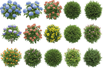 Colorful blooming garden bushes collection, various flower shrubs, spring and summer flora, decorative landscaping elements for outdoor design illustrations