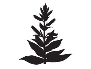 Nicotina tobaccum Plant Silhouette black Vector Image white background