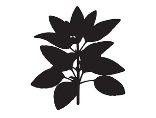 Ocimum sanctum Plant Silhouette black Vector Image white background