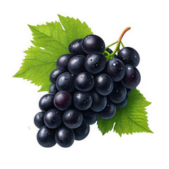 Fototapeta premium Fresh dark grapes with water droplets and green leaves isolated on transparent background