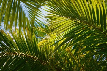 Summer Background of Green Palm Leaves in the Canaries