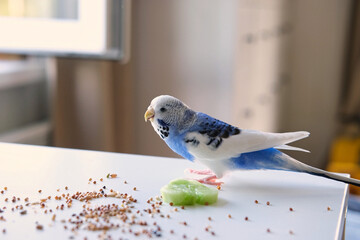 Colorful Budgerigar Feeding Playfully. Vibrant White Blue Budgie Bird is Perched Near a Bunch of...