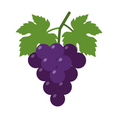 Fresh Purple Grapes with Green Leaves, Fruit Vector Illustration
