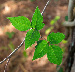 Glowing poison ivy leaves on a vine climbing on a tree