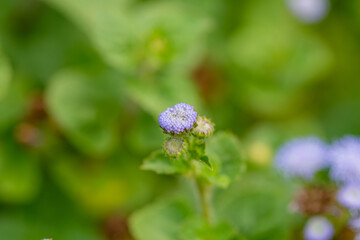 Obraz premium アゲラタムの蕾と花のマクロ撮影