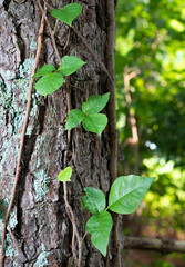 Poison ivy that has grown up a pine tree