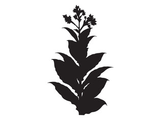 Tobacco Plant Silhouette black Vector Image white background