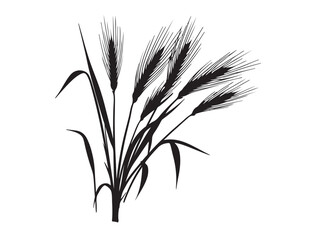 Triticum aestivum Plant Silhouette black Vector Image white background