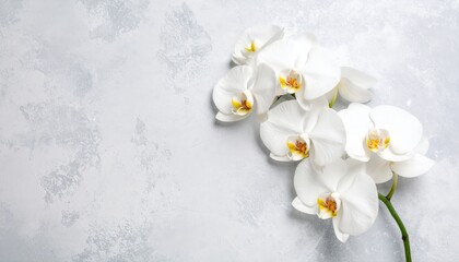 Blooming white spring flowers delicately blossom in the snow, showcasing nature's beautiful, isolated floral beauty