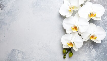 Blooming white spring flowers delicately blossom in the snow, showcasing nature's beautiful, isolated floral beauty