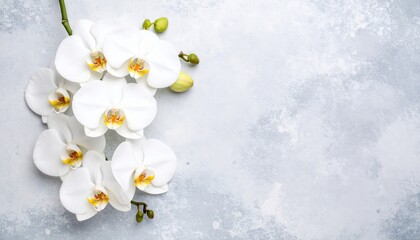 Blooming white spring flowers delicately blossom in the snow, showcasing nature's beautiful, isolated floral beauty