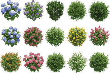 Colorful flowering bushes and green shrubs collection for garden design, landscaping decoration, spring floral illustration, nature element, botanical clipart set
