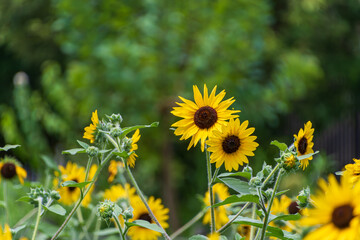 夏の庭に咲くヒマワリの花