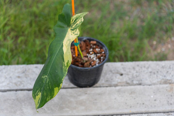  Philodendron Florida beauty x Bob cee on the ground 