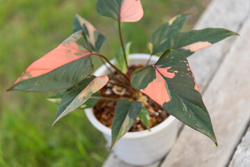 Big form of Homalomena Pink Diamond in the pot  