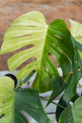 Monstera Deliciosa x Borsigiana Mint variegated in the pot  